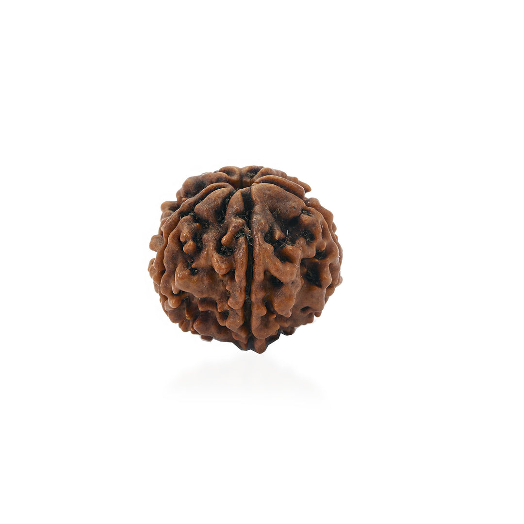 5 Mukhi Nepali Rudraksh