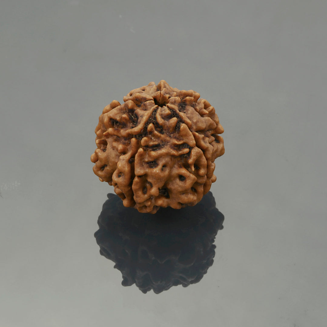 5 Mukhi Nepali Rudraksh