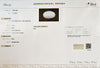 Certified Australian Opal 5.05 Cts (5.56 Ratti) UJZI74