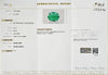 Certified Zambian Emerald (Panna)-9.07 Carats (9.97 Ratti) Zambia, SKU: LJZI95