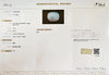 Certified Australian Opal 4.79 Cts (5.27 Ratti) MIZI84