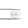 White South Sea Pearl Drilled 7.75 Carats (8.52 Ratti) 10-11mm Australia TNCI73